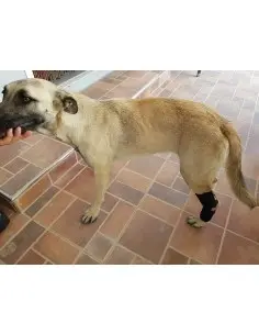 Protector de Tarso con Férula para Perros 2