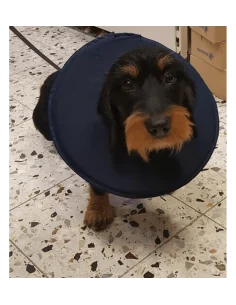 Collar Isabelino Antiestrés para Perros 2