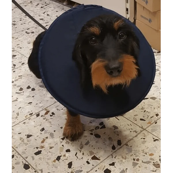 Collar Isabelino Antiestrés para Perros - Arneses -24,95 € Novecan Collar Isabelino Antiestrés para Perros - Arneses -24,95 € Novecan