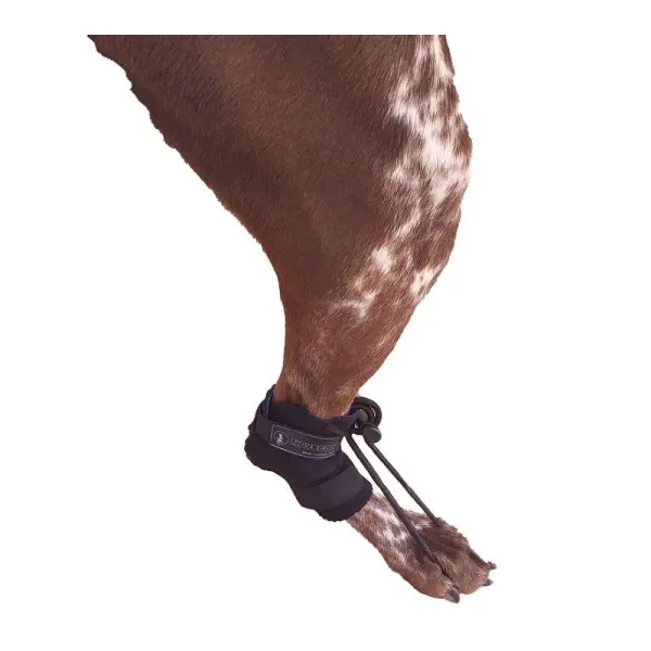 Corrector de Propiocepción para perros