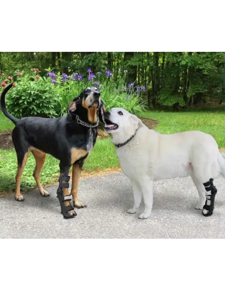 Férula ajustable para Perros