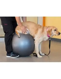 Pelotas de Rehabilitación para Perros - Fisioterapia para Perros -23,95 € Novecan 2