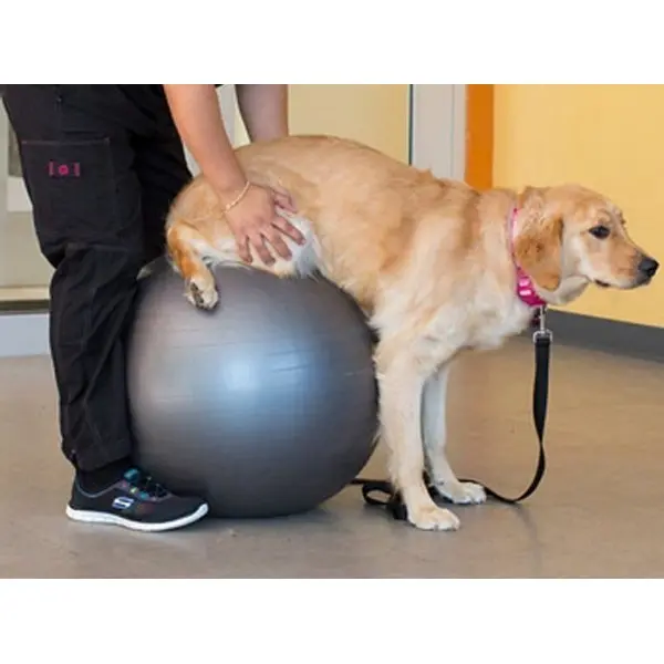 Pelotas de Rehabilitación para Perros Pelotas de Rehabilitación para Perros