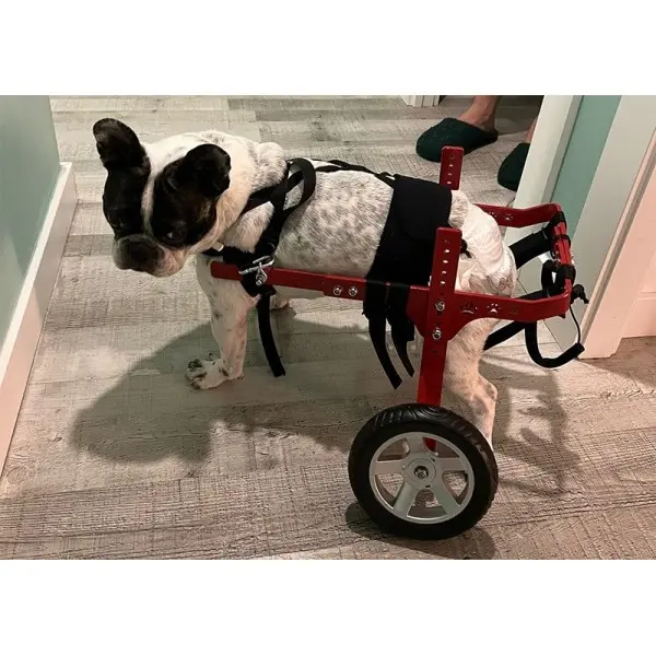 Silla de Ruedas para Perros Pequeños de 6Kg a 17Kg Silla de Ruedas para Perros Pequeños de 6Kg a 17Kg