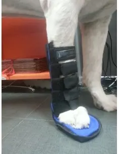 Férula Anterior para Perros 2