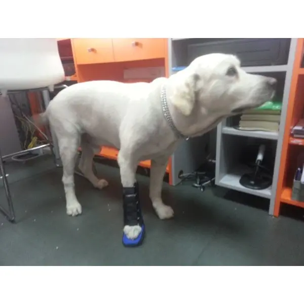 Férula Anterior para Perros