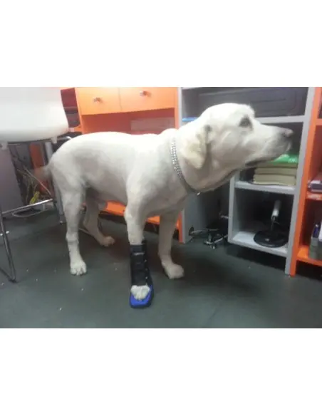 Férula Anterior para Perros