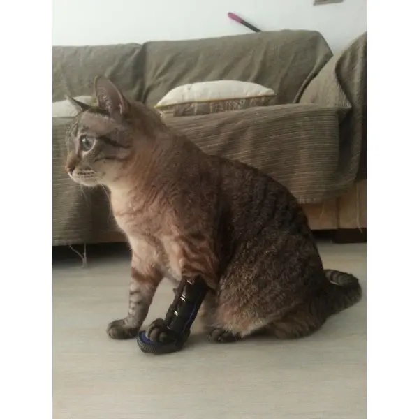 Férula Anterior para Perros