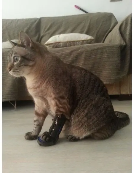 Férula Anterior para Perros