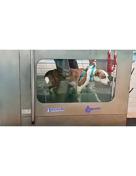 Cinta subacuática de rehabilitación para perros y gatos