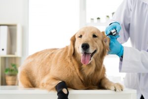 Ortopedia para perros