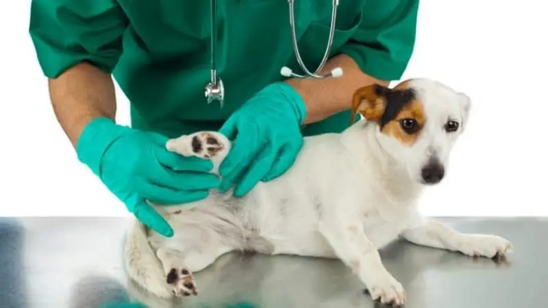 Displasia de cadera en perros