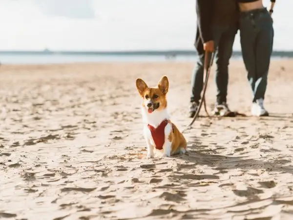 Arnés Ayuda Patas Traseras