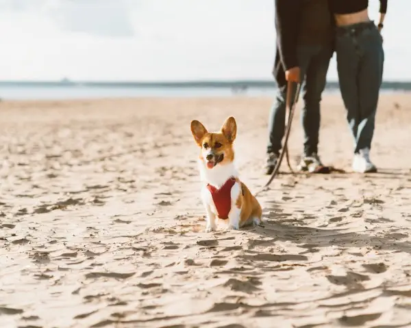 Arnés Ayuda Patas Traseras