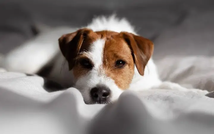 Cama Ortopedica para Perros