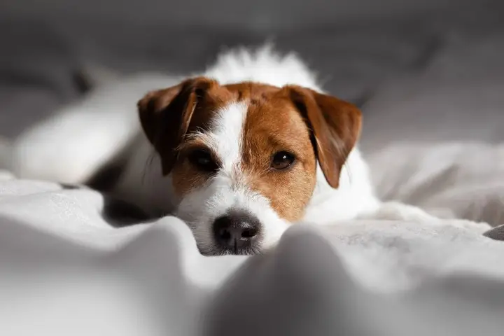 Cama Ortopedica para Perros