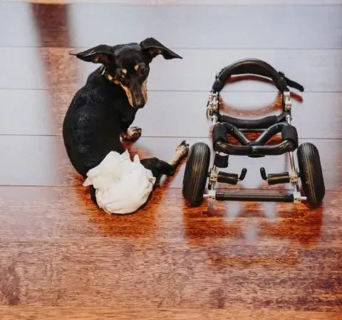 Silla de Ruedas Canina