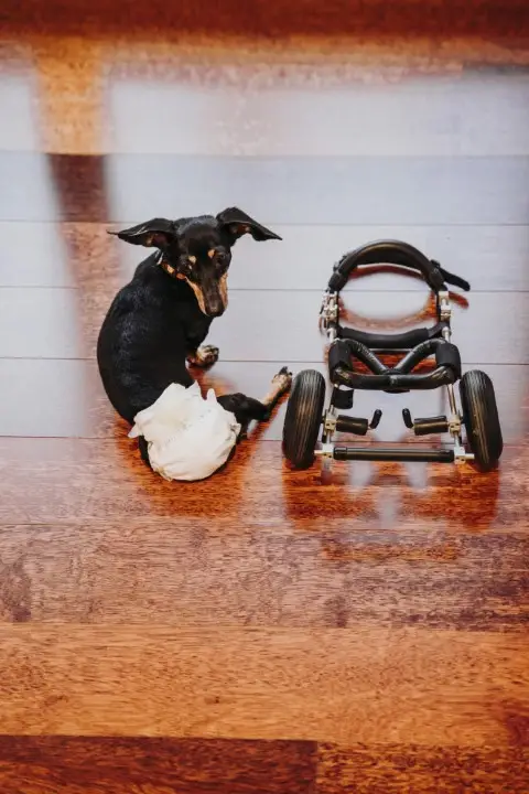 Silla de Ruedas Canina