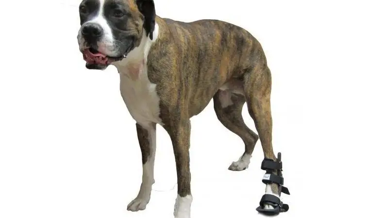 Férula para Gatos y Perros para patas traseras y delanteras