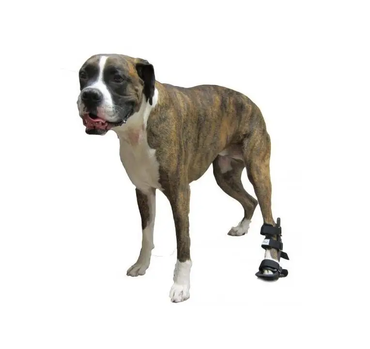 Férula para Gatos y Perros para patas traseras y delanteras