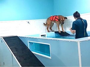 hidroterapia perros