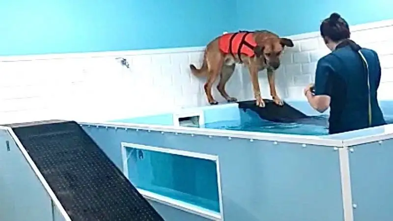 Hidroterapia para Mascotas