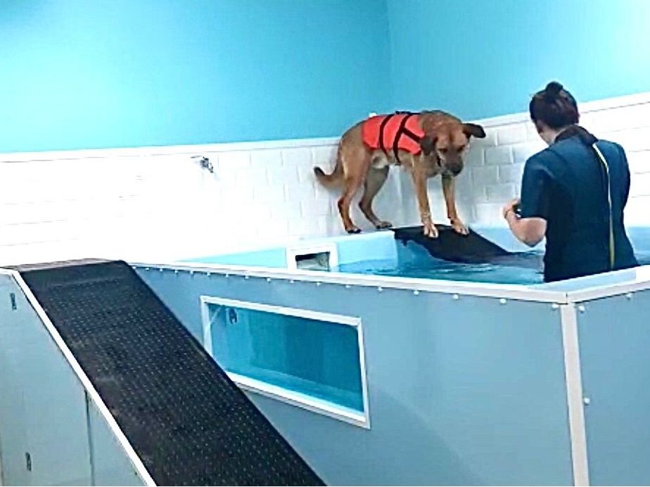 Hidroterapia para Mascotas