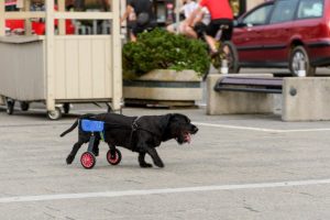 perro con silla de ruedas