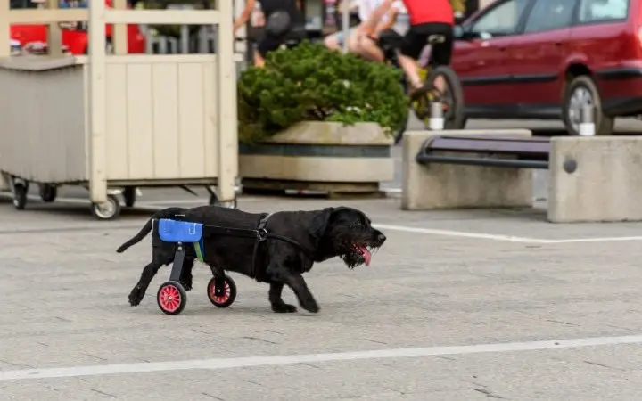 Elegir Silla de Ruedas para perros
