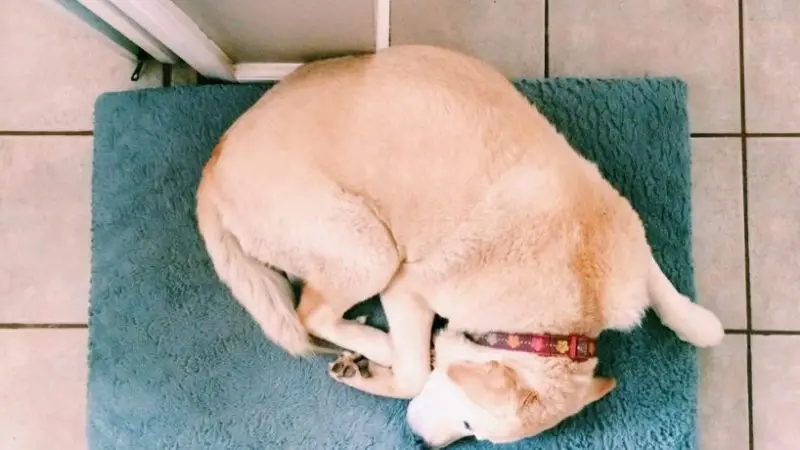 Protector de Codo para Perros