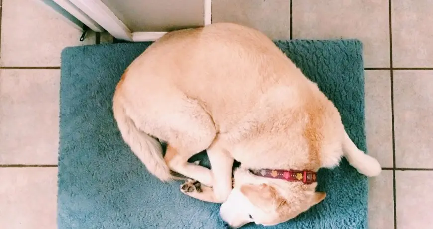 Protector de Codo para Perros