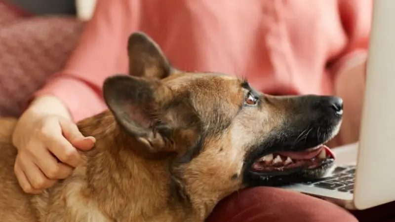 Protector de rodilla canina