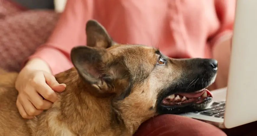 Protector de rodilla canina