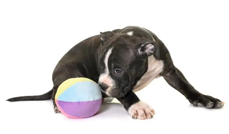 Protector de Tarso Canino