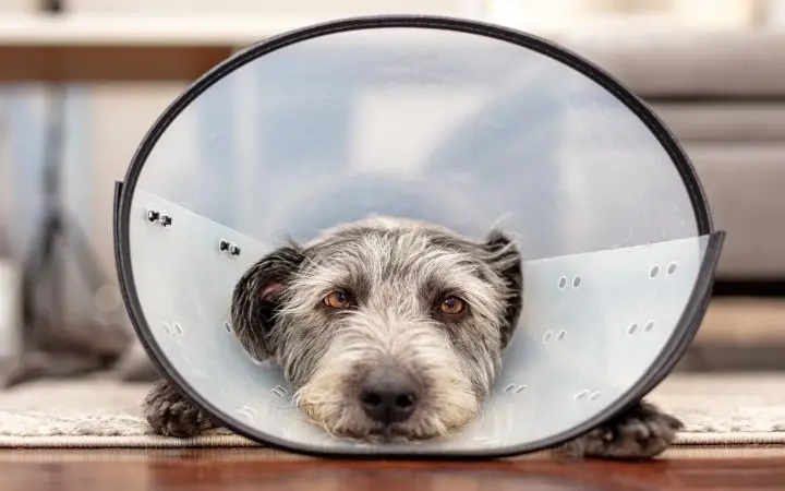 Equipos para La Rehabilitación de Pequeños Animales