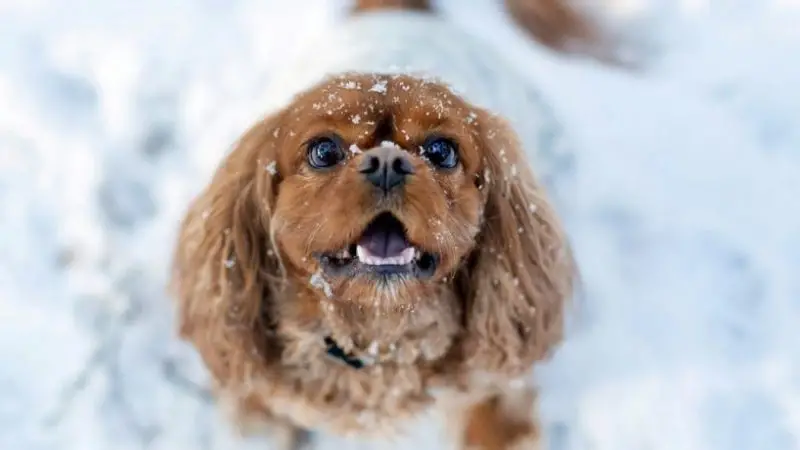 Silla de ruedas para perros y gatos