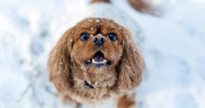 Silla de ruedas para perros y gatos