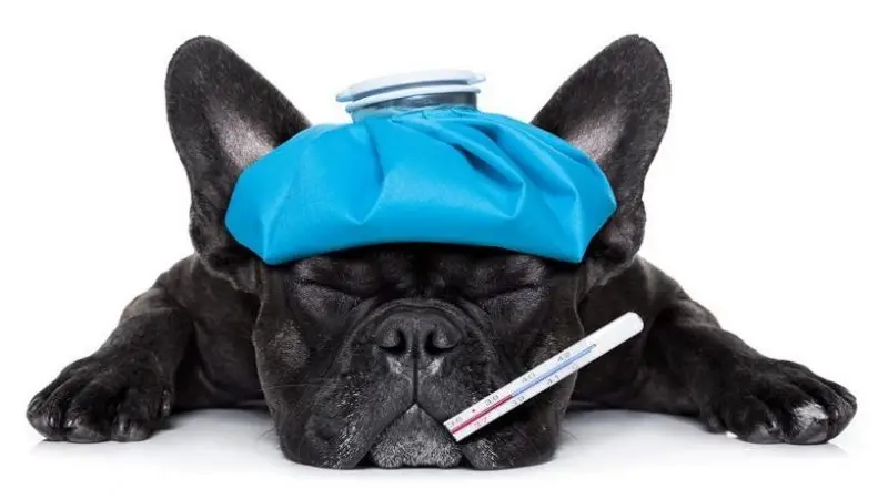 ¿Por qué mi perro no puede andar?