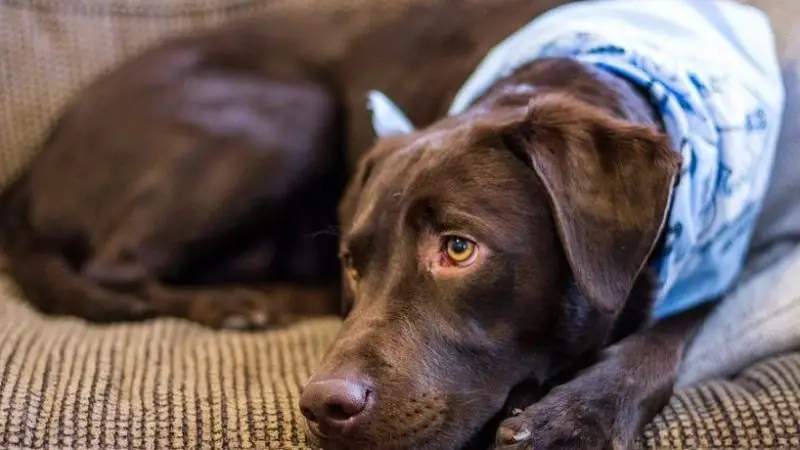 ¿Los Perros Deben Comer Chocolate?