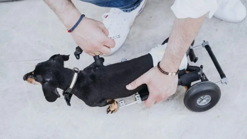 Por qué comprar una silla de ruedas para perros