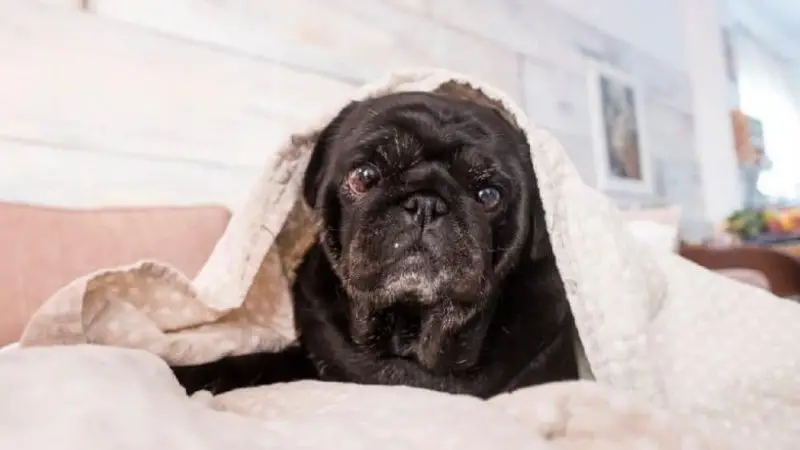 La artritis en perros