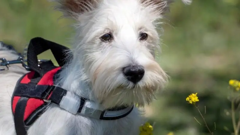 ¿Qué tipo de arnés comprar para mi perro?