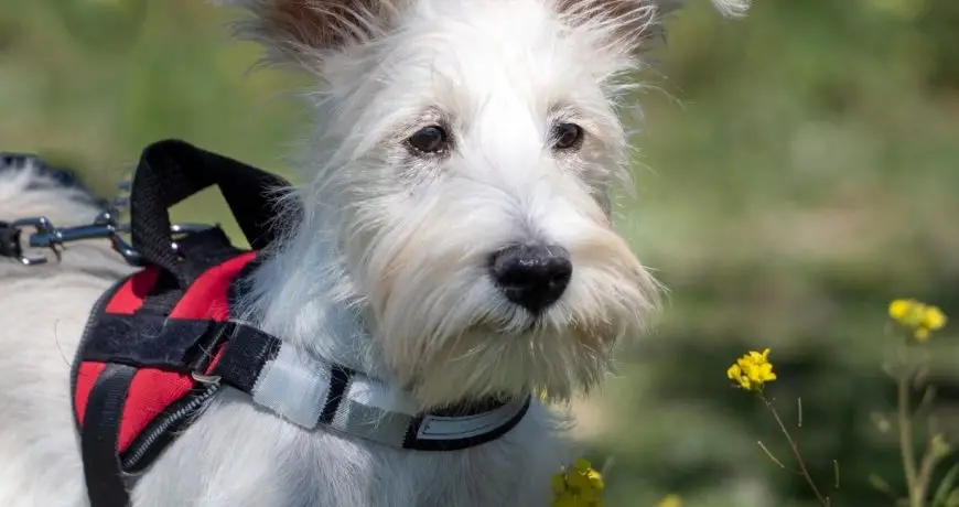 ¿Qué tipo de arnés comprar para mi perro?