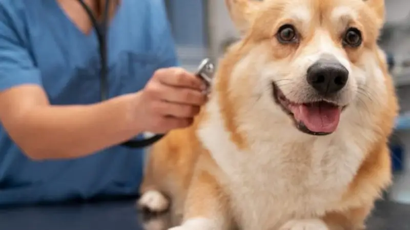 A mi perro le duele la columna: diagnóstico y tratamiento