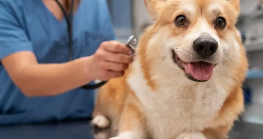 A mi perro le duele la columna: diagnóstico y tratamiento