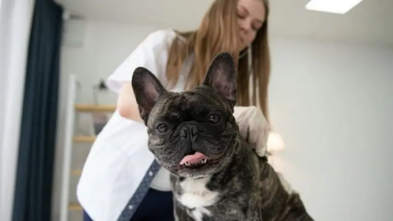 Bulto en la columna (espalda) de mi perro ¿Es peligroso?