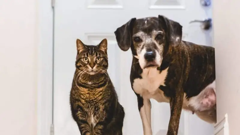 Etapa Senior: Cuidados para un animal geriátrico