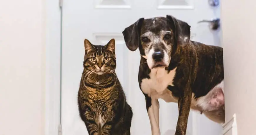 Etapa Senior: Cuidados para un animal geriátrico