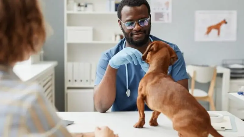 Rotura de ligamento cruzado en perros