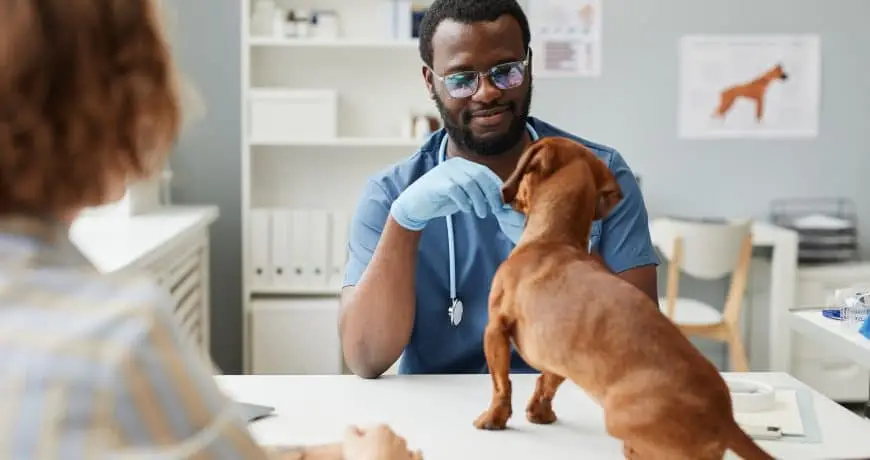 Rotura de ligamento cruzado en perros